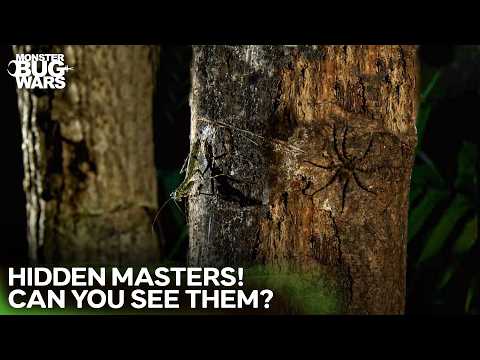 One Fatal Mistake… The Mantis Didn’t Miss | Monster Bug Wars