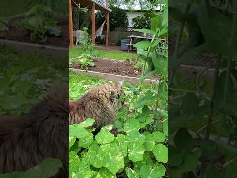 Cat Eats Peas!