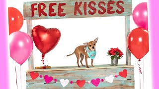 Dog Kissing Booth | Valentine's Day Dog Photoshoots