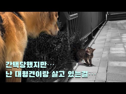 대형견이랑 산책중 간택 당해버림