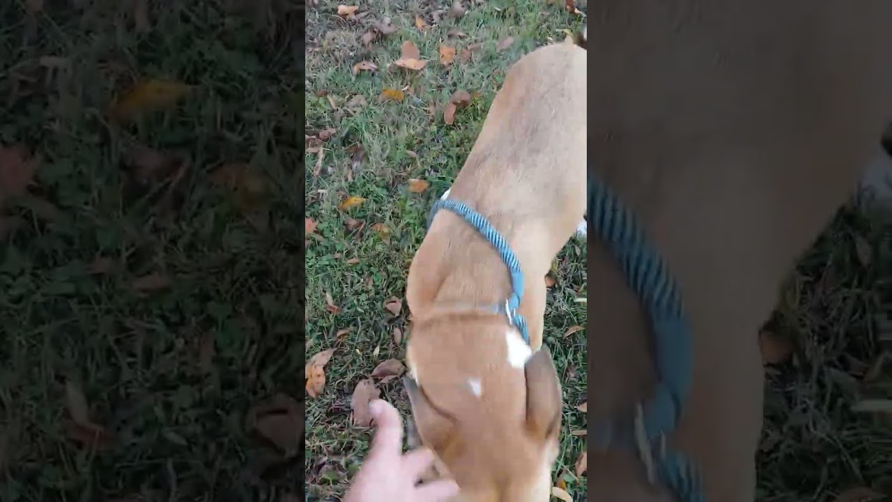 Enlarge Saffron, a Adoptable mixed breed in Woburn, MA video 3/6