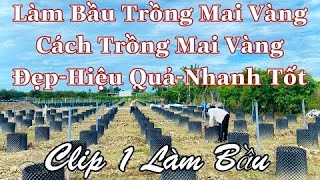 Trồng mai vàng mô hình nông nghiệp đô thị hiệu quả YouTube #24 Trồng mai vàng mô hình nông nghiệp đô thị hiệu quả YouTube