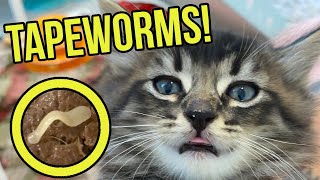 Ew! These Kittens Have Tapeworms in their Poop! (Learn how to identify and treat tapeworms!)