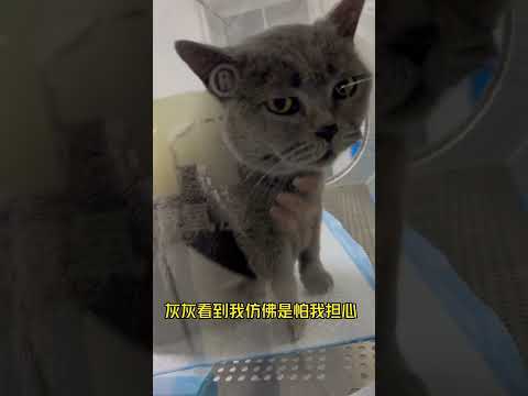 原来猫咪不仅能察觉到不对，还会用自己的方式对我们说话，宝宝被凶凶照顾的非常好，希望灰灰早日健康的回来