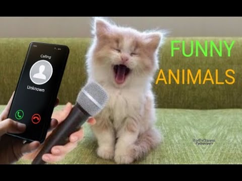 Funny Animal Videos on funnydershow 😂 Cute Cats And Dogs on funnydershow | Try not to laugh