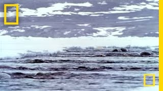 Narwhals