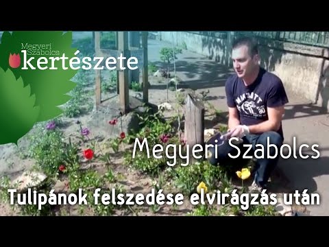 Tulipánok felszedése elvirágzás után - Megyeri Szabolcs Kertészete