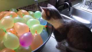 Munchkin Cat Pops Water Balloons