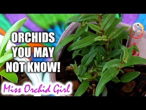 New Orchid species and hybrids of 2018 - Updates and first time appearances