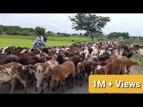 , title : 'Top Viral Sheep Video || Sheep and Goat videos || Baa Baa Black Sheep||भेड़ और बकरी के वीडियो