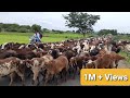 Top Viral Sheep Video || Sheep and Goat videos || Baa Baa Black Sheep||भेड़ और बकरी के वीड