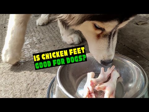 YouTube video about: Where to buy raw chicken feet for dogs?