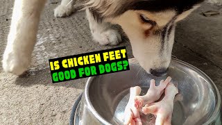 Feeding Your Dog Chicken Feet