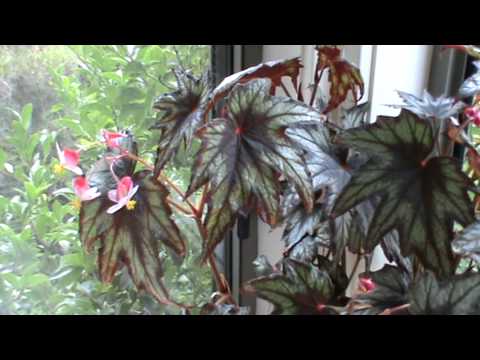 download lagu mp3 mp4 Little Brother Montgomery Begonia, download lagu Little Brother Montgomery Begonia gratis, unduh video klip Little Brother Montgomery Begonia