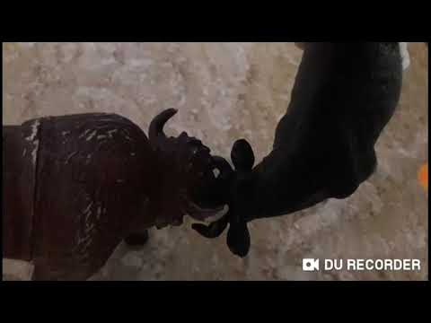 Animal Arena: Cape Buffalo Vs American Bison