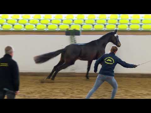 Freilaufwettbewerb Abt. Dressur - Kat.Nr. 17 Stute von Fred Astaire/Londonderry