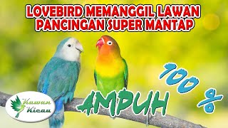 Download lagu Suara Love Bird Pikat/Pancingan Memanggil Lawan, Super Mantap 100% AMPUH mp3 Download lagu Suara Love Bird Pikat/Pancingan Memanggil Lawan, Super Mantap 100% AMPUH mp3