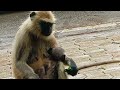 Dhanpur Chaka Re Monky Pano Patra Khaouchi