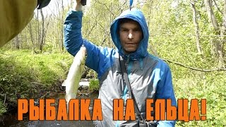 Елец когда и как его ловят