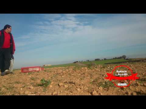مطلق تدريبي للحمام الزاجل بضواحي مدينة وجدة (3) 2017
