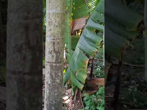  80 Cent Commercial Land for Sale in Kuttanad, Alappuzha