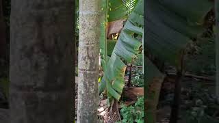  Commercial Land for Sale in Kuttanad, Alappuzha