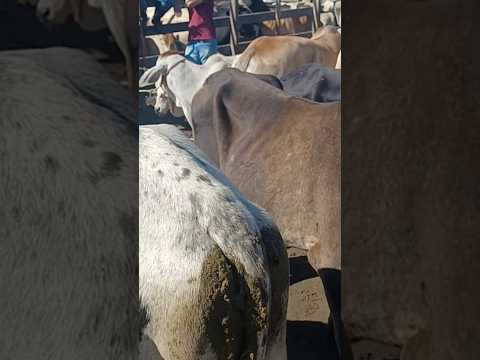 #gado #pecuarista #youtubeviral #pernambuco #fazenda #youtubeshorts #feiradegado