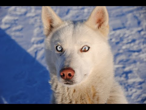 Huskies frei Haus: Teil 27 Yahto - Elmar hat keinen Lieblingshund!