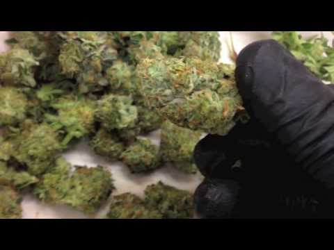 download lagu mp3 mp4 Organic Girl Scout Cookies, download lagu Organic Girl Scout Cookies gratis, unduh video klip Organic Girl Scout Cookies