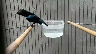 Download lagu Konin Gacor Isian CIBLEK Nembak rapat/Burung Masteran Andalan mp3