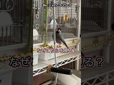 文鳥求愛ダンス #文鳥 #セキセイインコ #javasparrow #飼い主 #かわいい #budgerigar