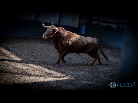 SORTEO | Pedraza de Yeltes, corrida toros 2 junio