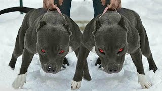Самые Лучшие и Верные Собаки Для Охраны, ДРУЖБА С ВОЛКОМ