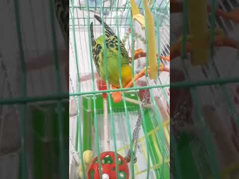 Aşk böcekleri♥️