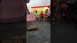 Re: [問卦] 為毛會有鱷龜這種生物?