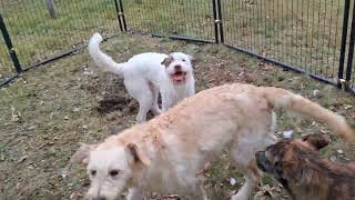 Video preview image #1 German Shepherd Dog-Unknown Mix Puppy For Sale in Sebec, ME, USA