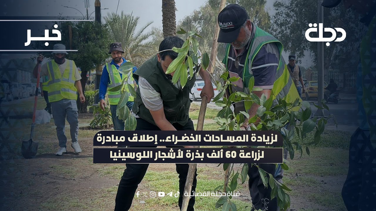فيديو | لزيادة المساحات الخضراء.. إطلاق مبادرة لزراعة 60 ألف بذرة لأشجار اللوسينيا في نينوى