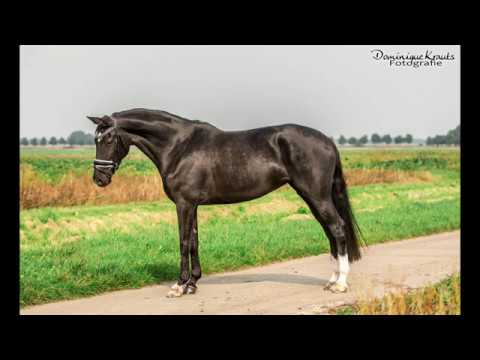 Hayfa (Charmeur x Glendale)