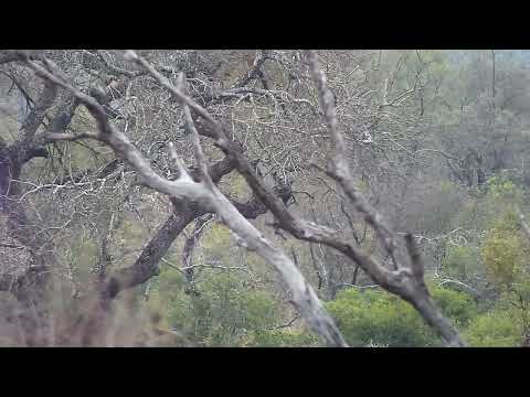 Djuma: Giraffe feeding in the distance - 06:36 - 09/04/2022