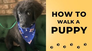 How To Walk A Puppy!
