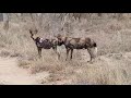 Wild Dogs Breeding