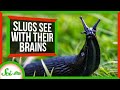 These Slugs See with Their Brains