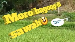 Download lagu Moro bagong di sawah!!! mp3