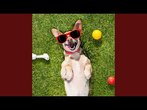 Dog Squeaky Toy (Sound Effect)