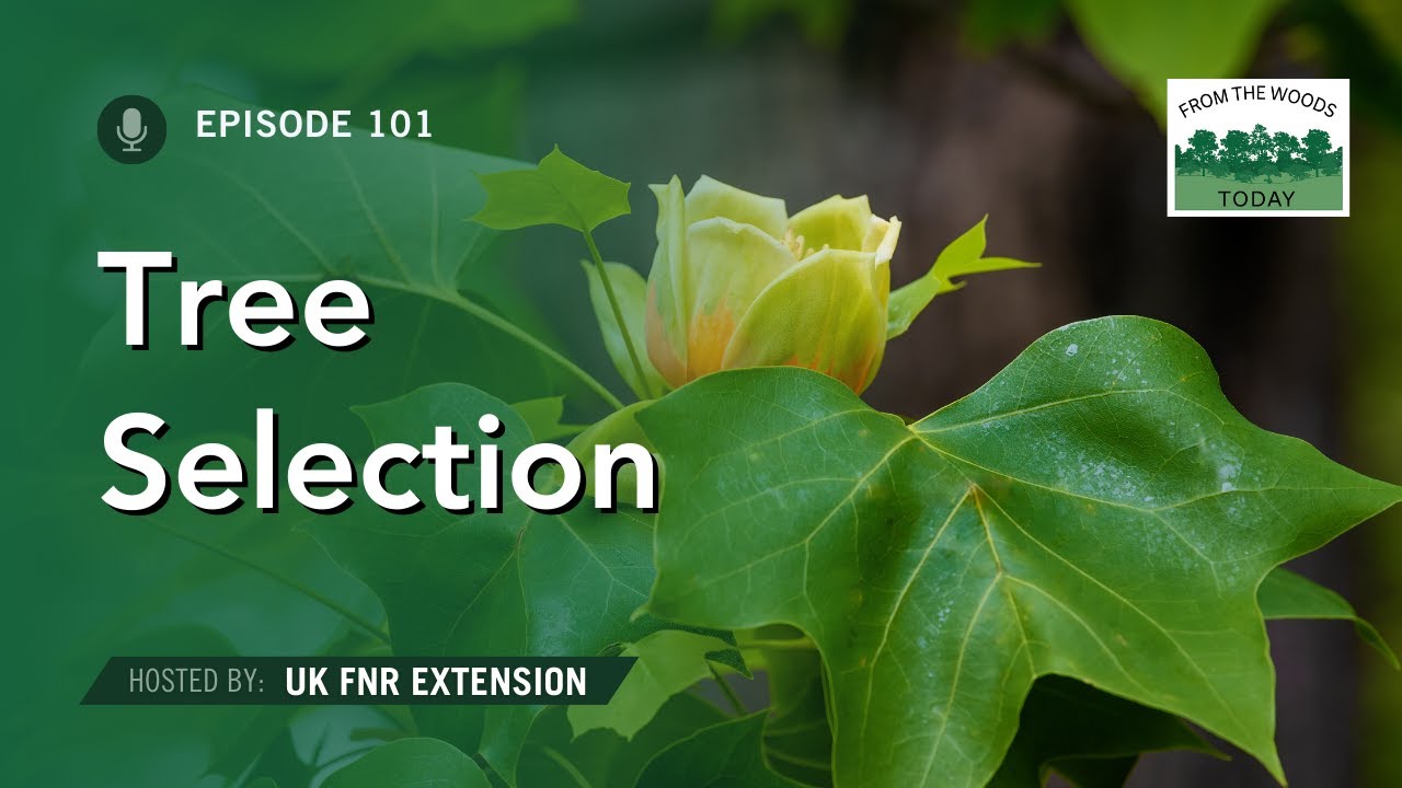 Tree Selection and Planting - From the Woods Today - Episode 101