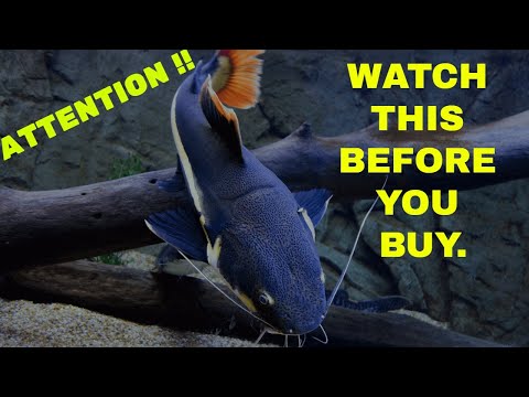 Redtail Catfish care guide not for home aquariums
