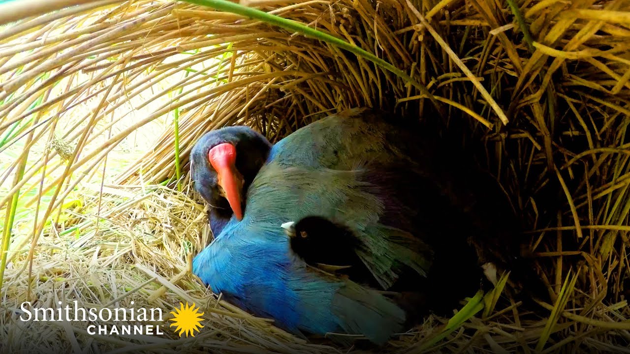 Takahe Chicks - Smithsonian Channel