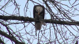 preview picture of video 'Bald Eagle Eats Salmon in a Tree in Squamish BC'