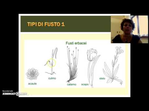 Moto leffetto sulla potenza Un intervento chirurgico per aumentare il membro
