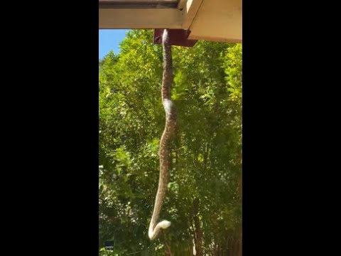 'Huge' Carpet Python Falls From Roof Onto Sydney Woman's Deck